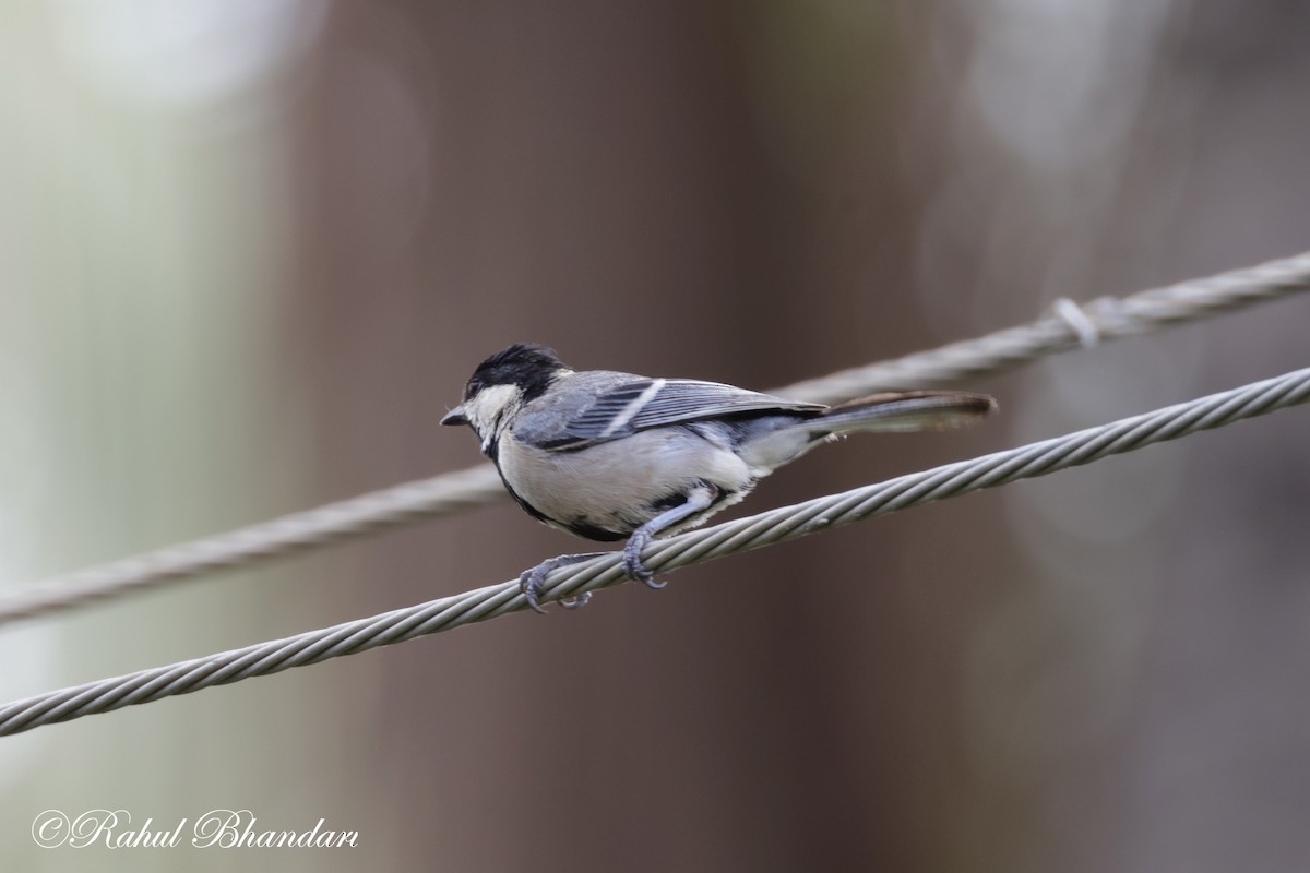 Cinereous Tit - ML620747261