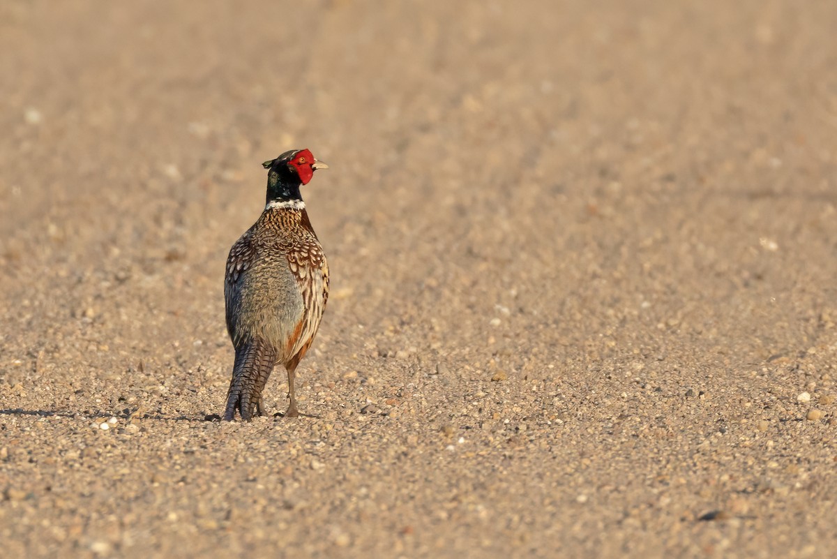 Ring-necked Pheasant - ML620747262