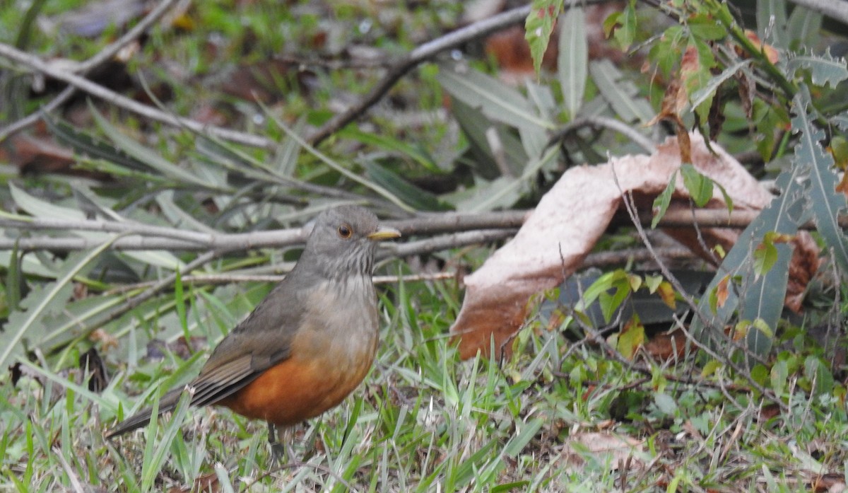 Rufous-bellied Thrush - ML620747271