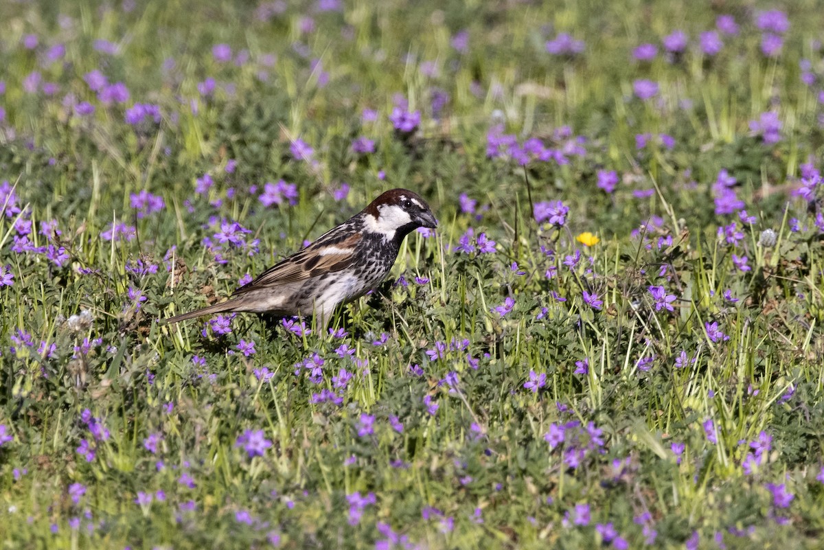 Spanish Sparrow - ML620747278