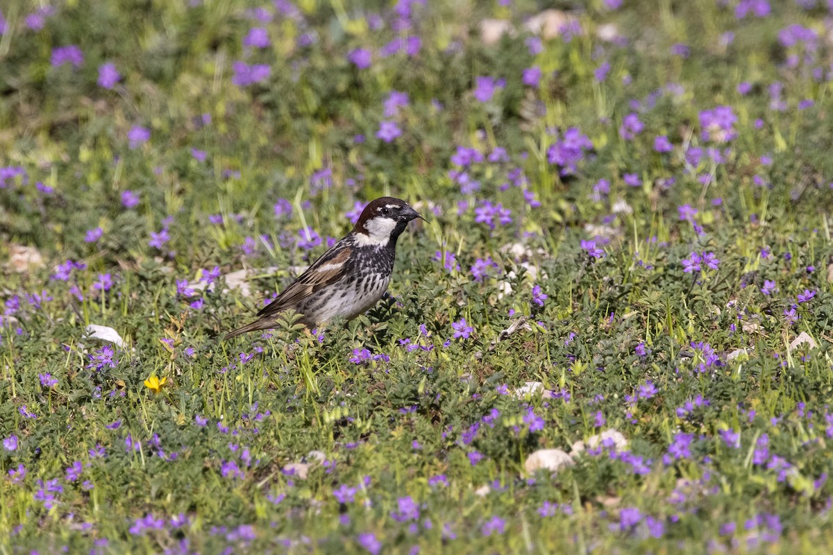 Gorrión Moruno - ML620747280