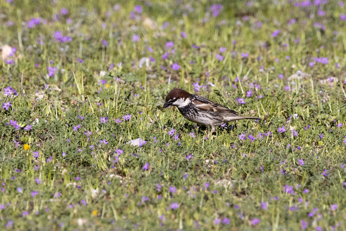 Spanish Sparrow - ML620747282