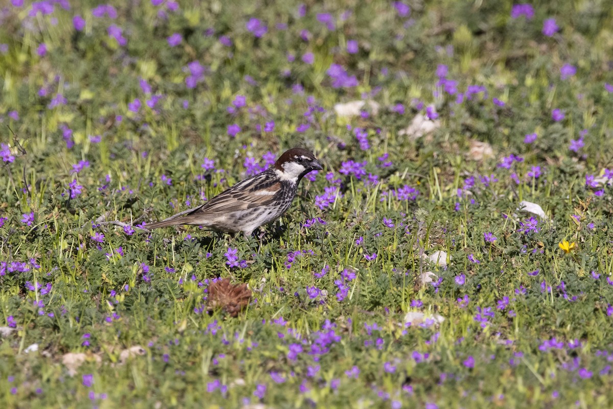 Spanish Sparrow - ML620747285