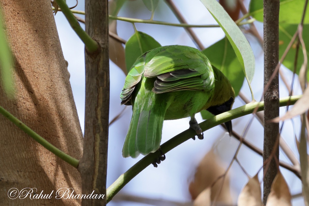 Jerdon's Leafbird - ML620747291