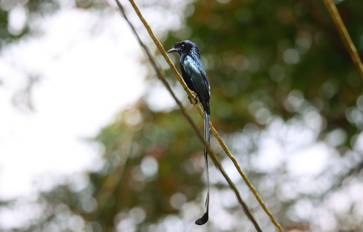 Greater Racket-tailed Drongo - ML620747298