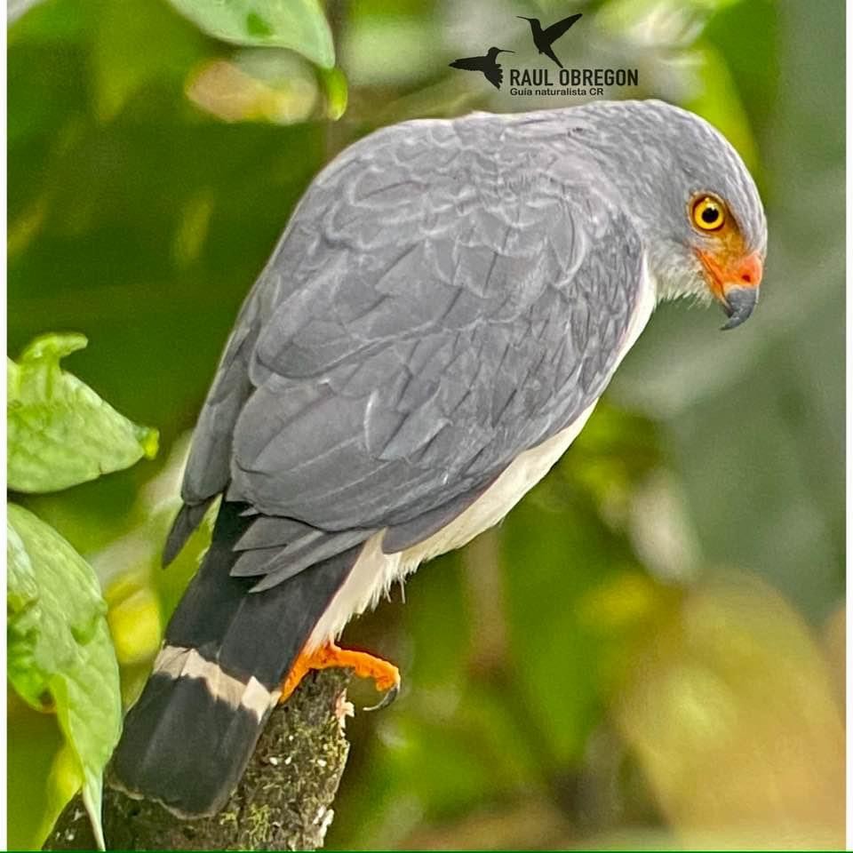 Semiplumbeous Hawk - ML620747312