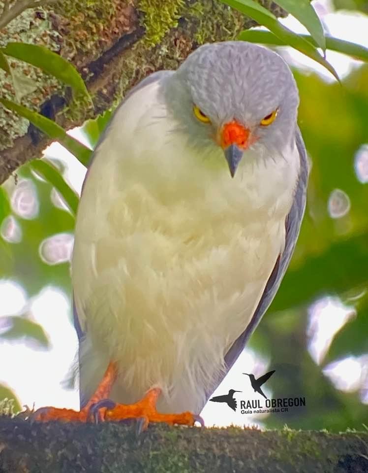 Semiplumbeous Hawk - ML620747313