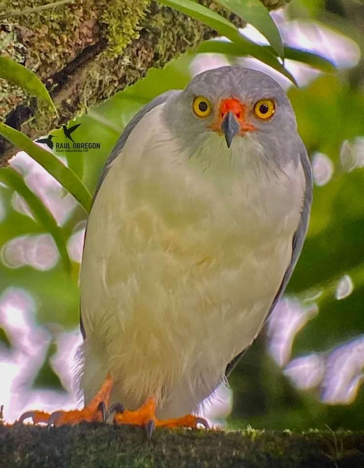 Semiplumbeous Hawk - ML620747315