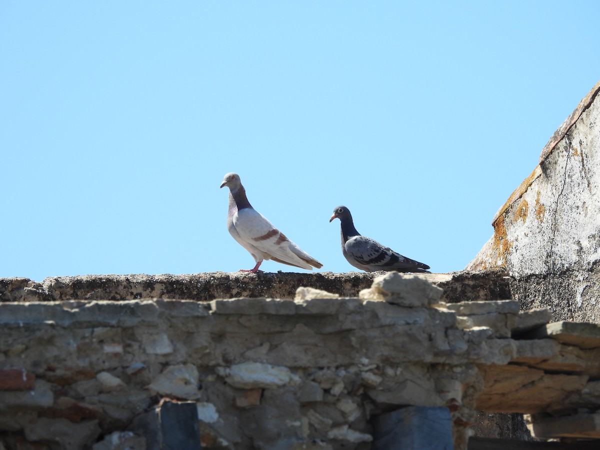 Rock Pigeon (Feral Pigeon) - ML620747316