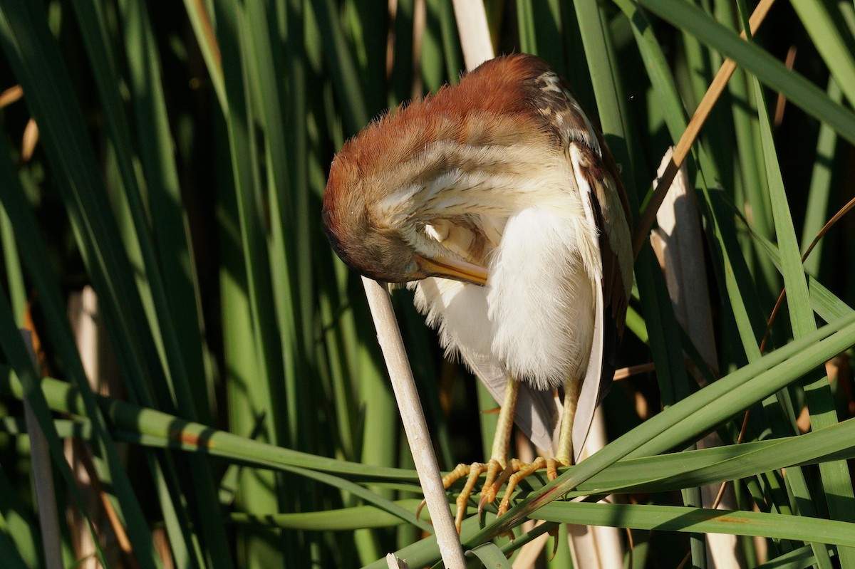 Least Bittern - ML620747319