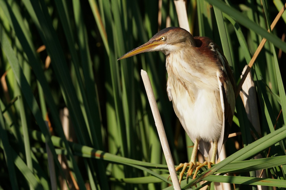 Least Bittern - ML620747320