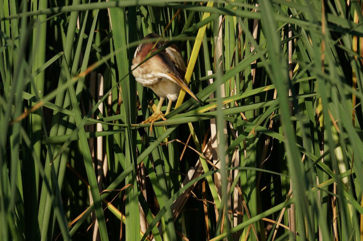 Least Bittern - ML620747321