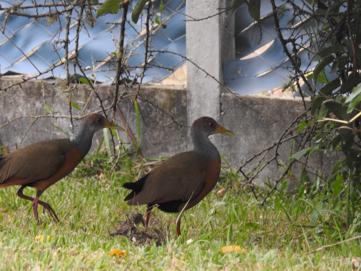 Gray-cowled Wood-Rail - adriana centeno