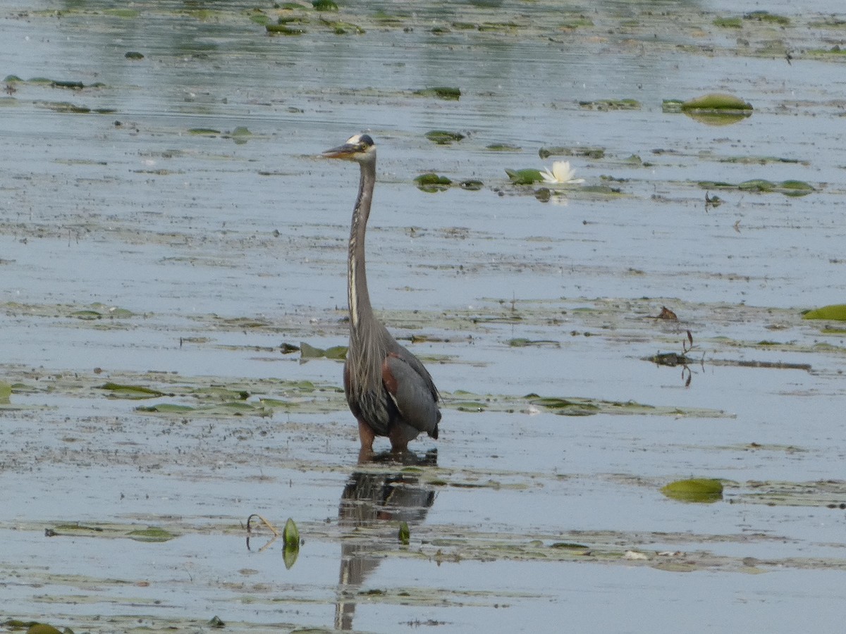 Garza Azulada - ML620747332