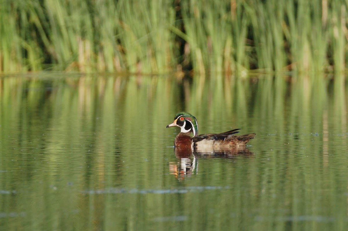 Wood Duck - ML620747337