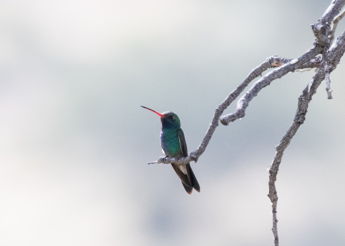 Colibrí Piquiancho Común - ML620747339