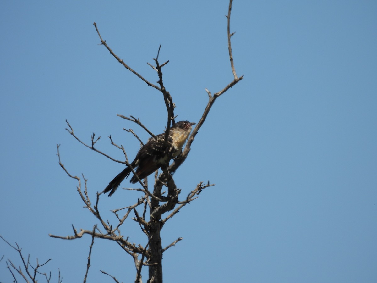 Great Spotted Cuckoo - ML620747343