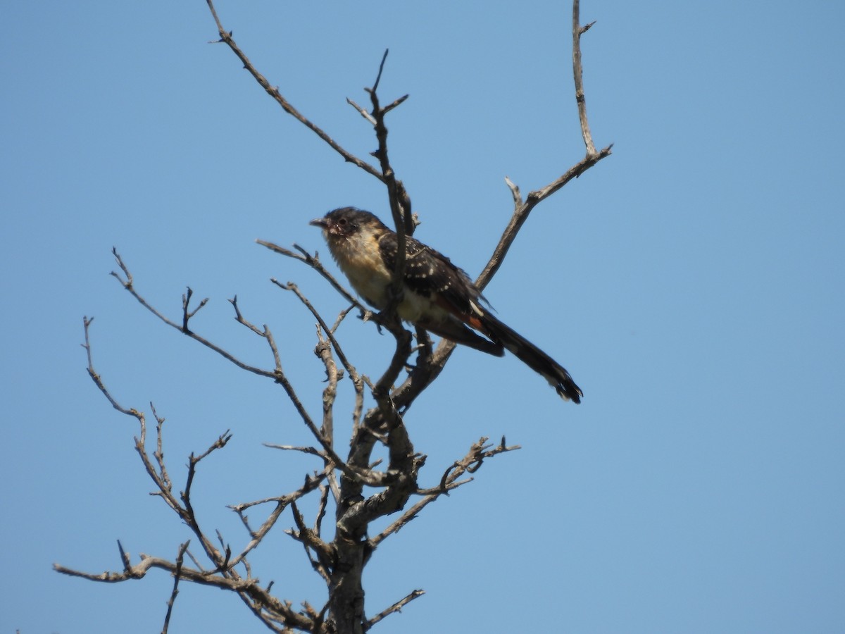 Great Spotted Cuckoo - ML620747346