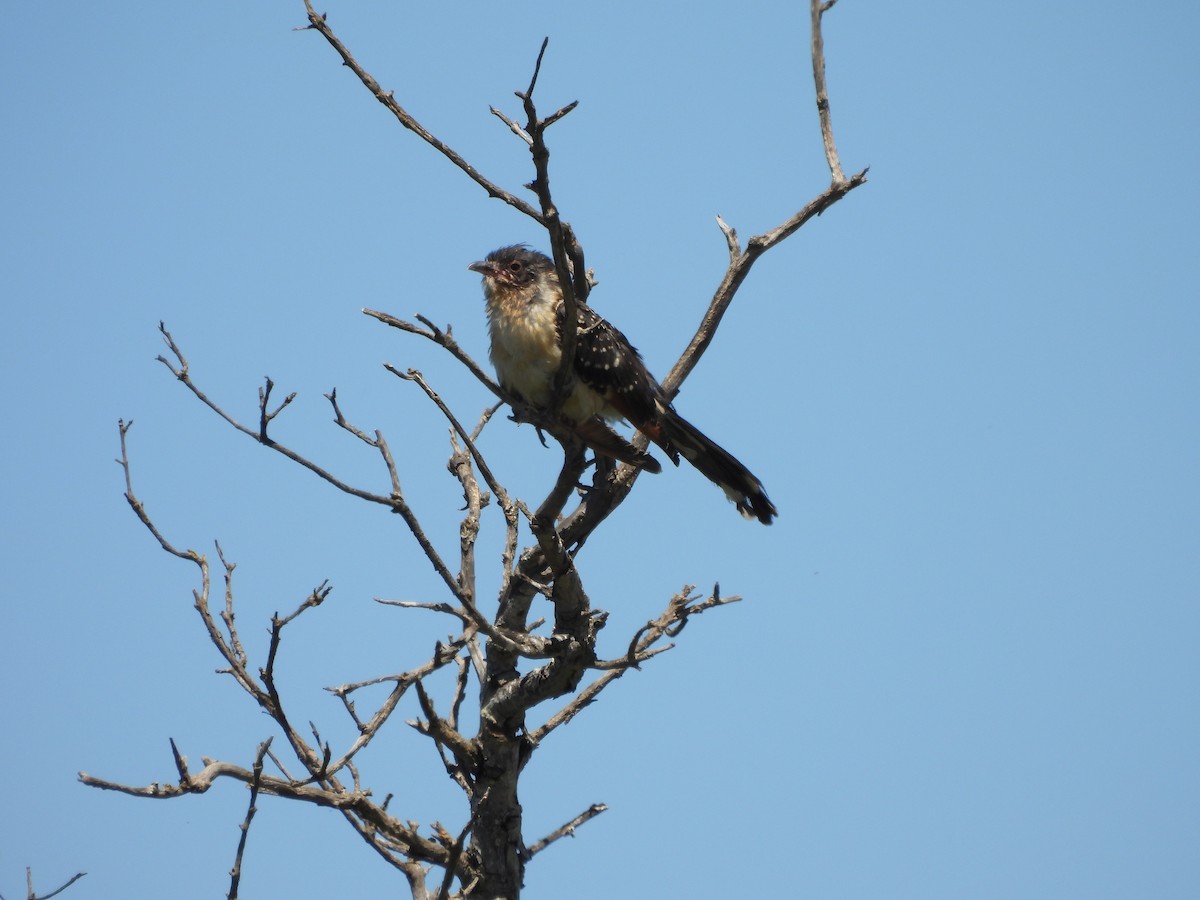 Great Spotted Cuckoo - ML620747348