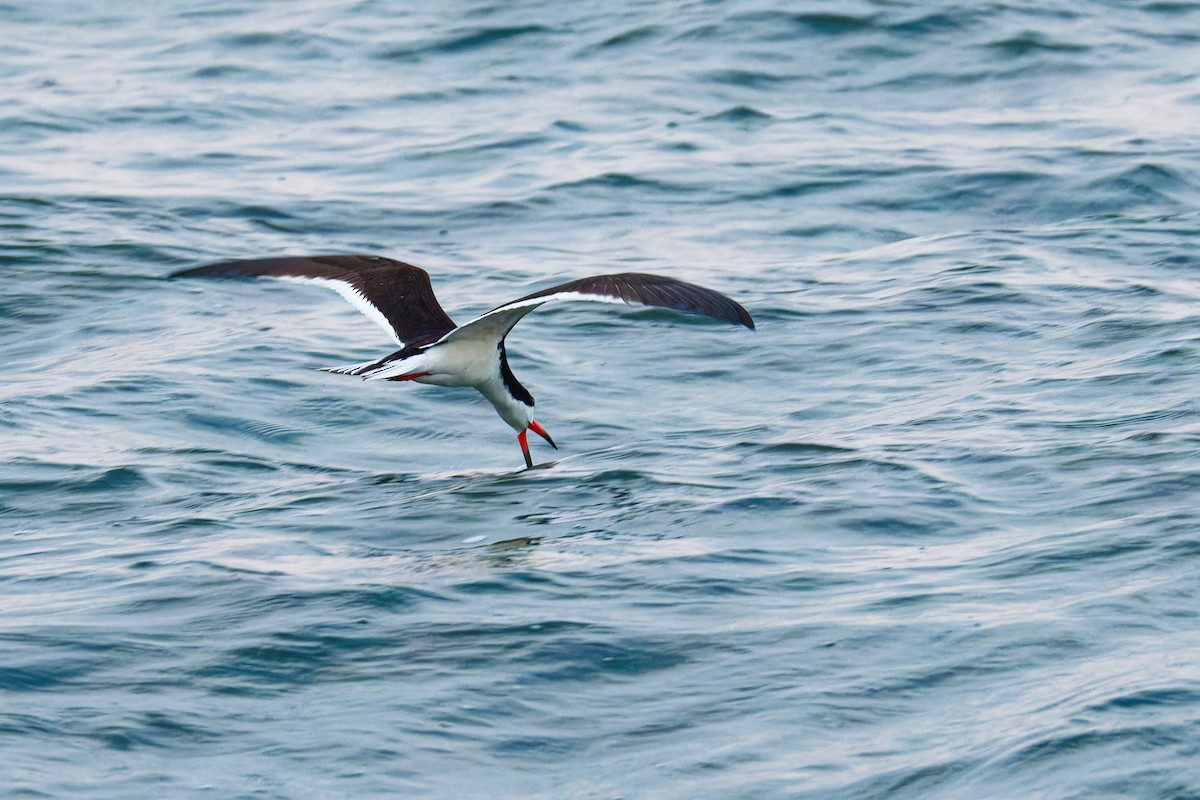 Black Skimmer - ML620747350