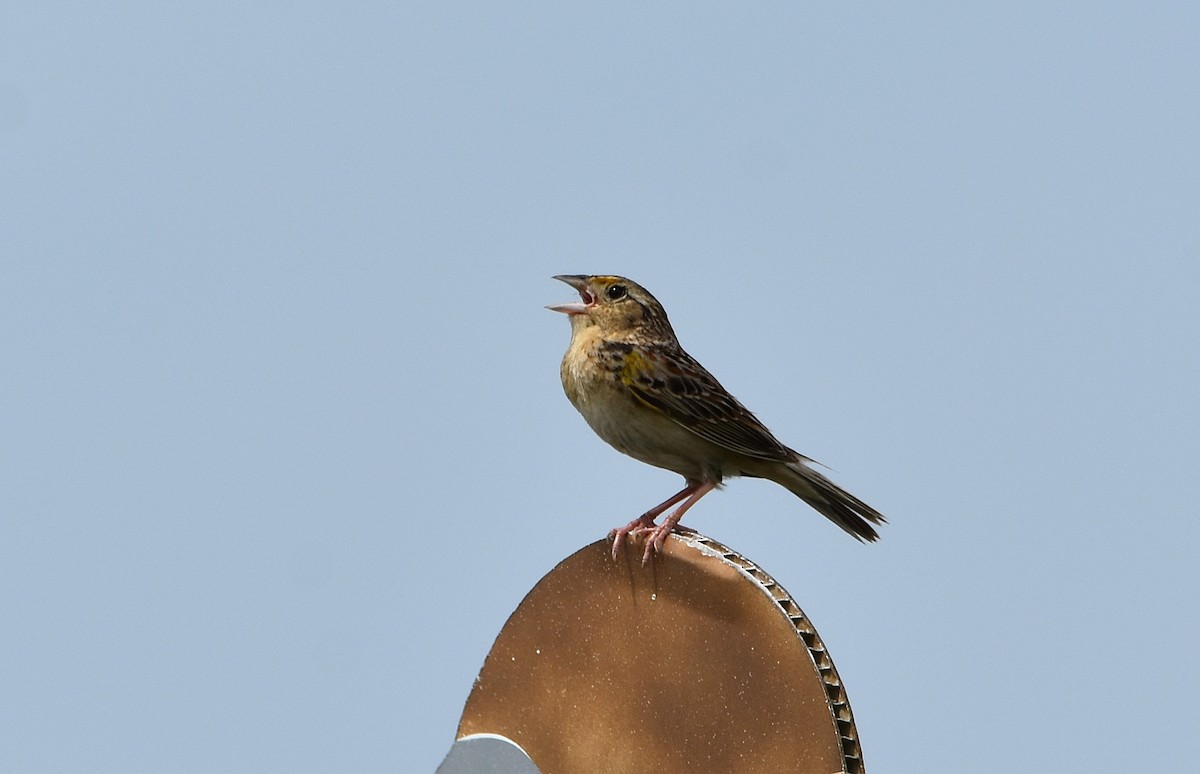 Grasshopper Sparrow - ML620747353