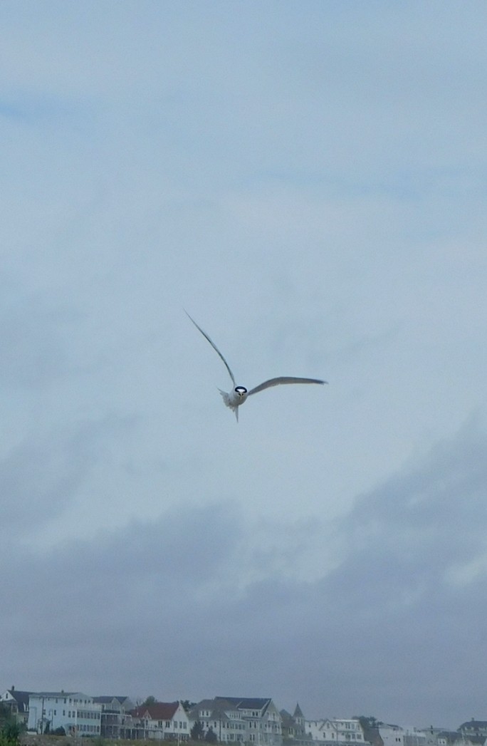 Least Tern - ML620747366