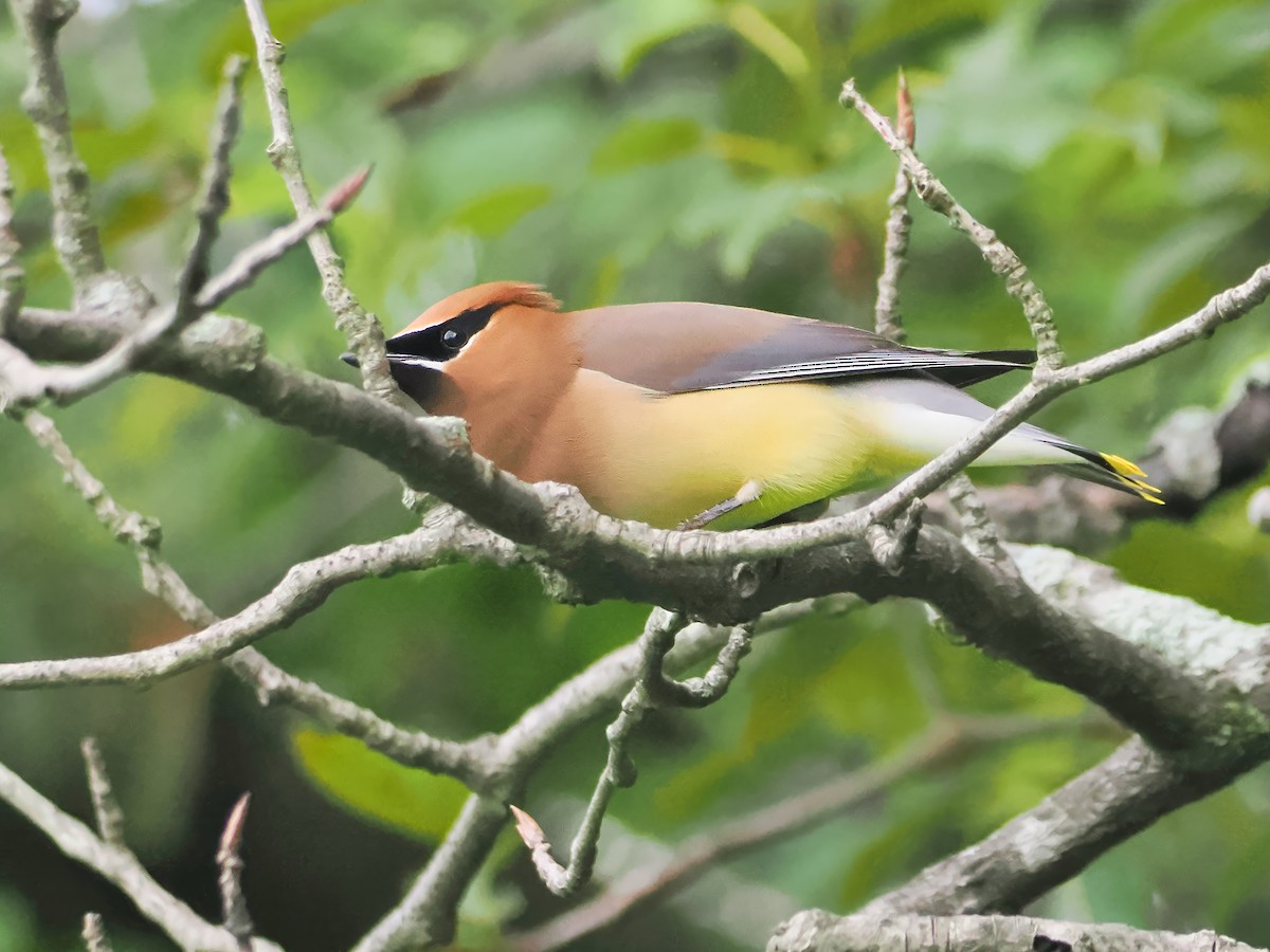 Cedar Waxwing - ML620747381