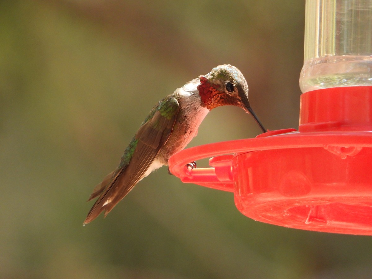 Broad-tailed Hummingbird - ML620747382