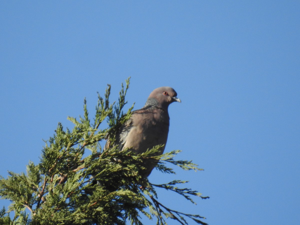 Pigeon picazuro - ML620747383