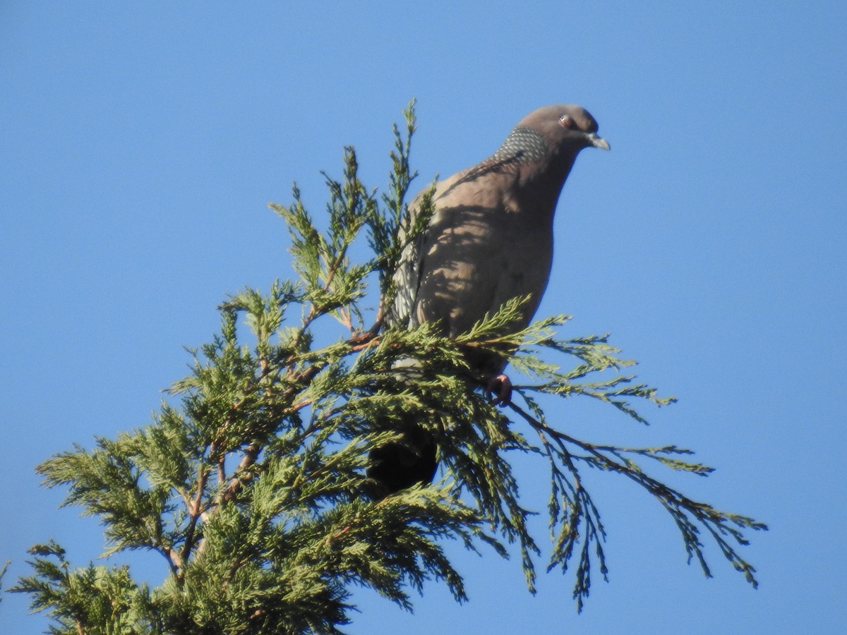 Pigeon picazuro - ML620747385