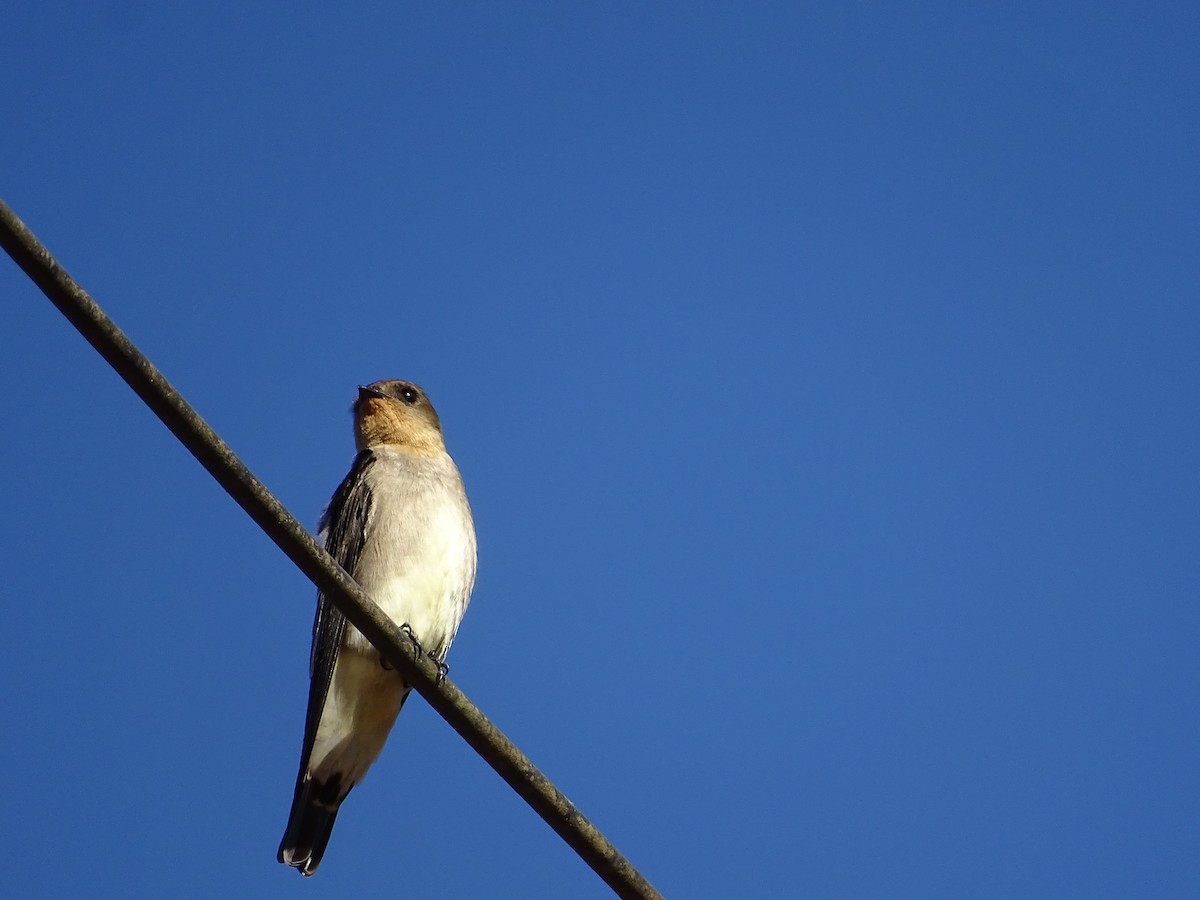 Southern Rough-winged Swallow - ML620747392