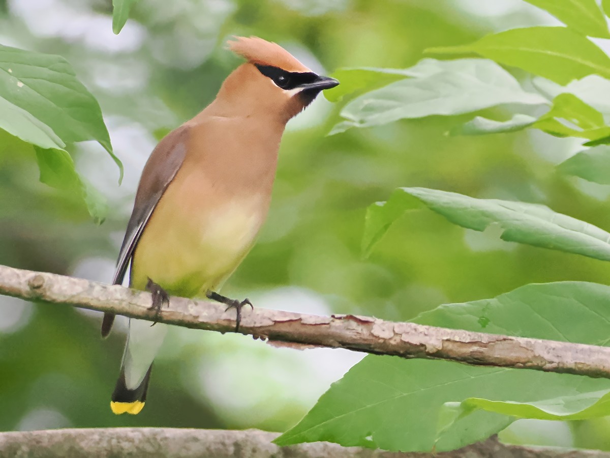 Cedar Waxwing - ML620747405