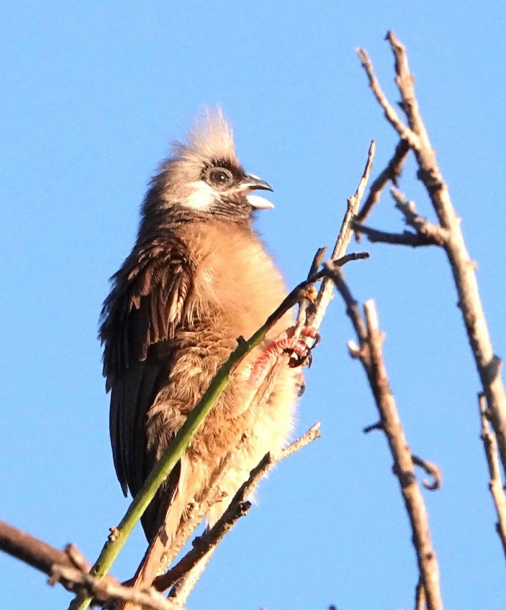 Speckled Mousebird - ML620747406