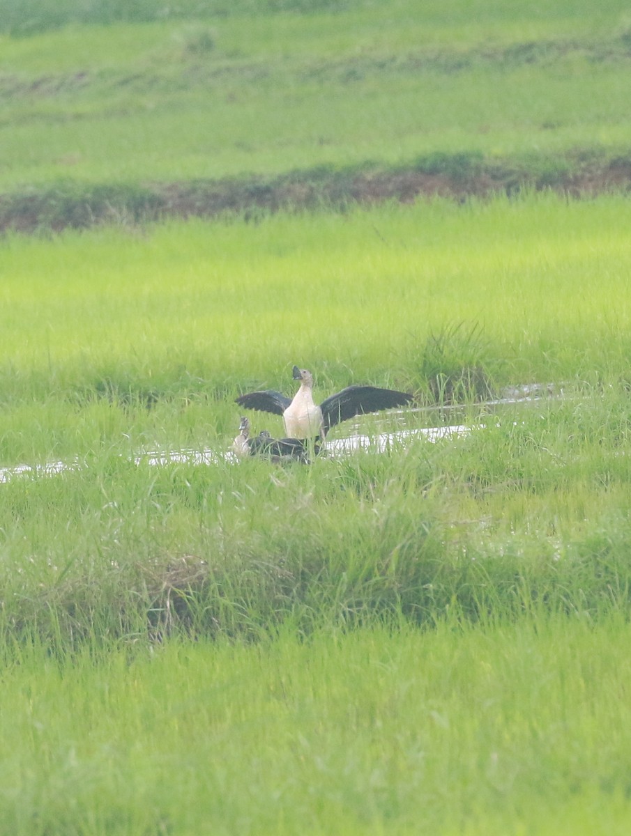 Knob-billed Duck - ML620747408