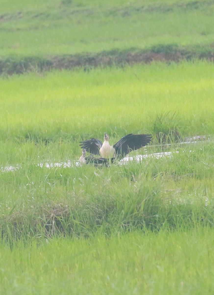 Canard à bosse - ML620747409