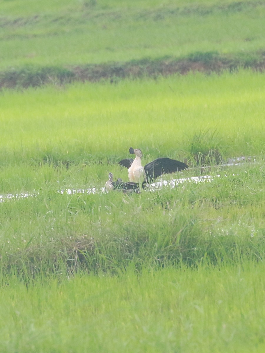 Knob-billed Duck - ML620747411