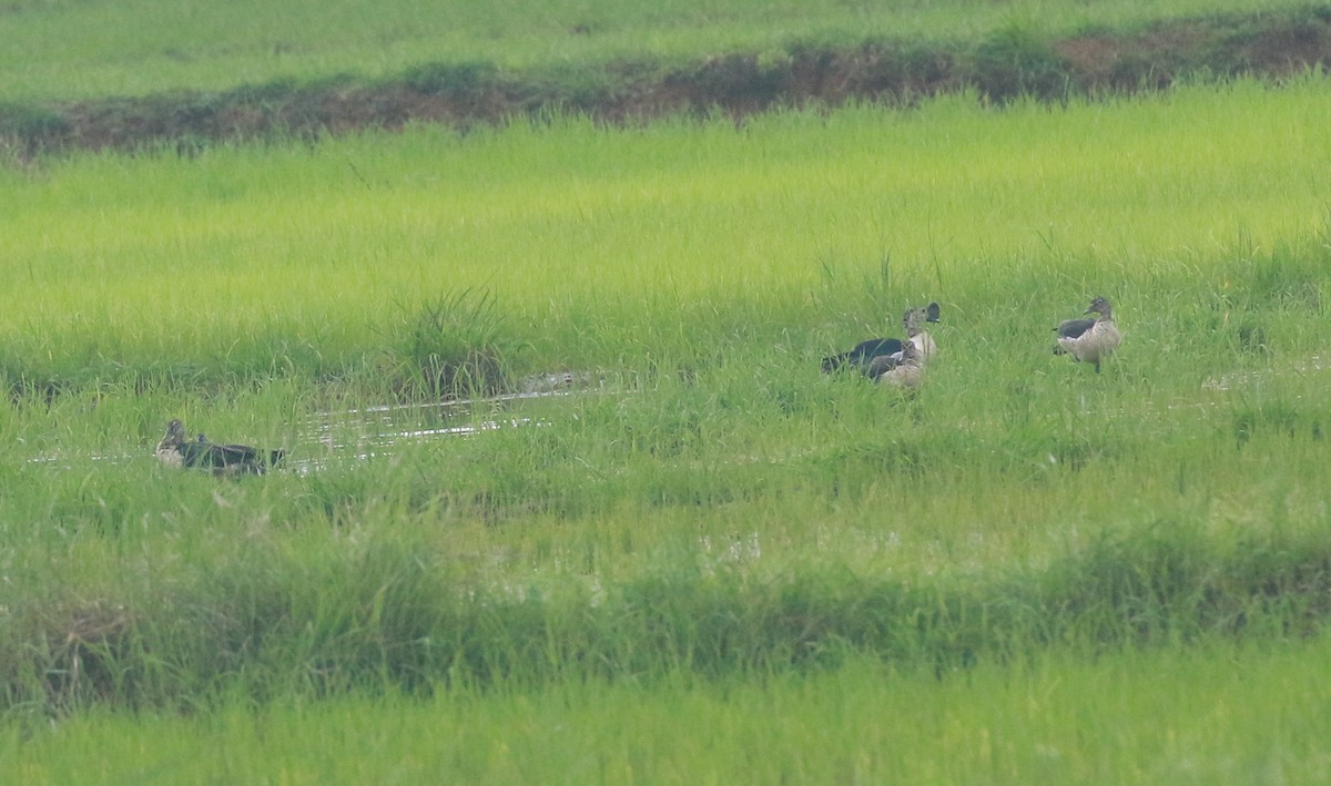 Canard à bosse - ML620747412