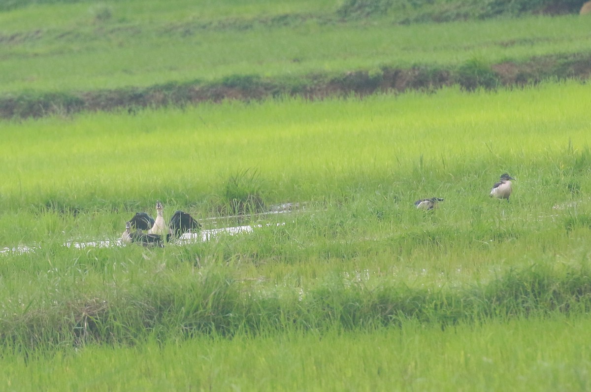 Canard à bosse - ML620747413