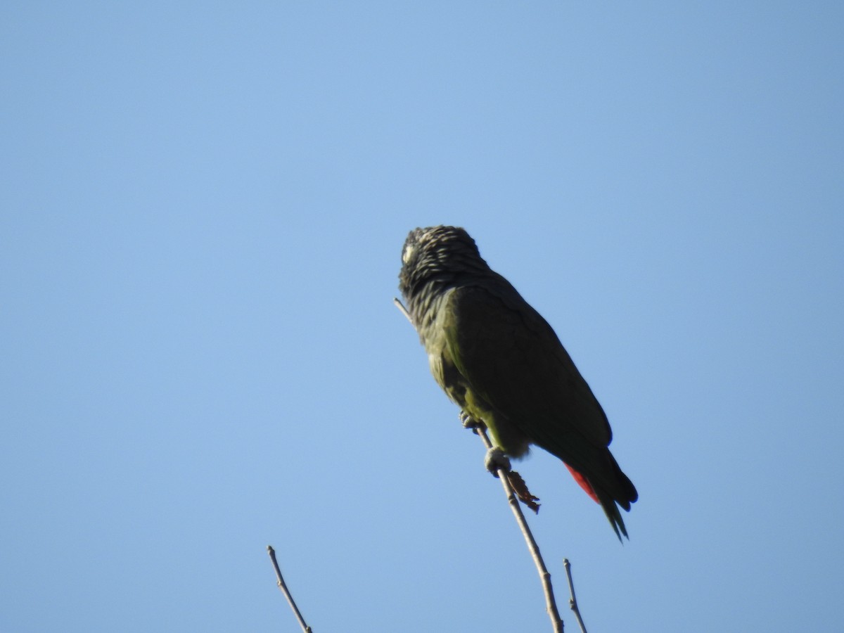 アケボノインコモドキ - ML620747416