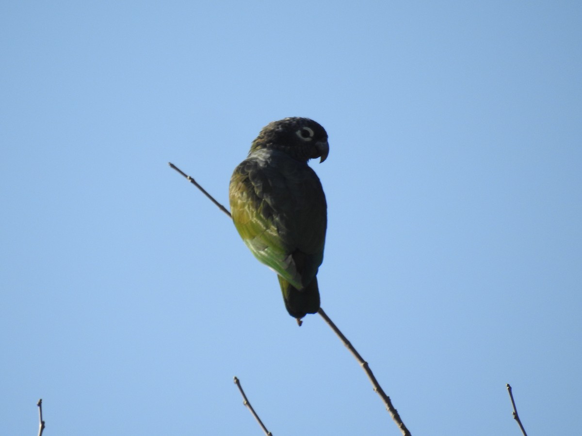 Scaly-headed Parrot - ML620747417