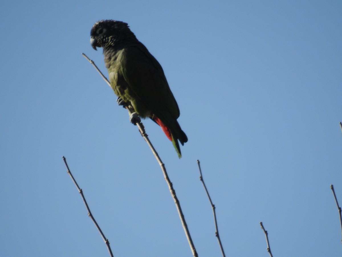 Scaly-headed Parrot - ML620747421