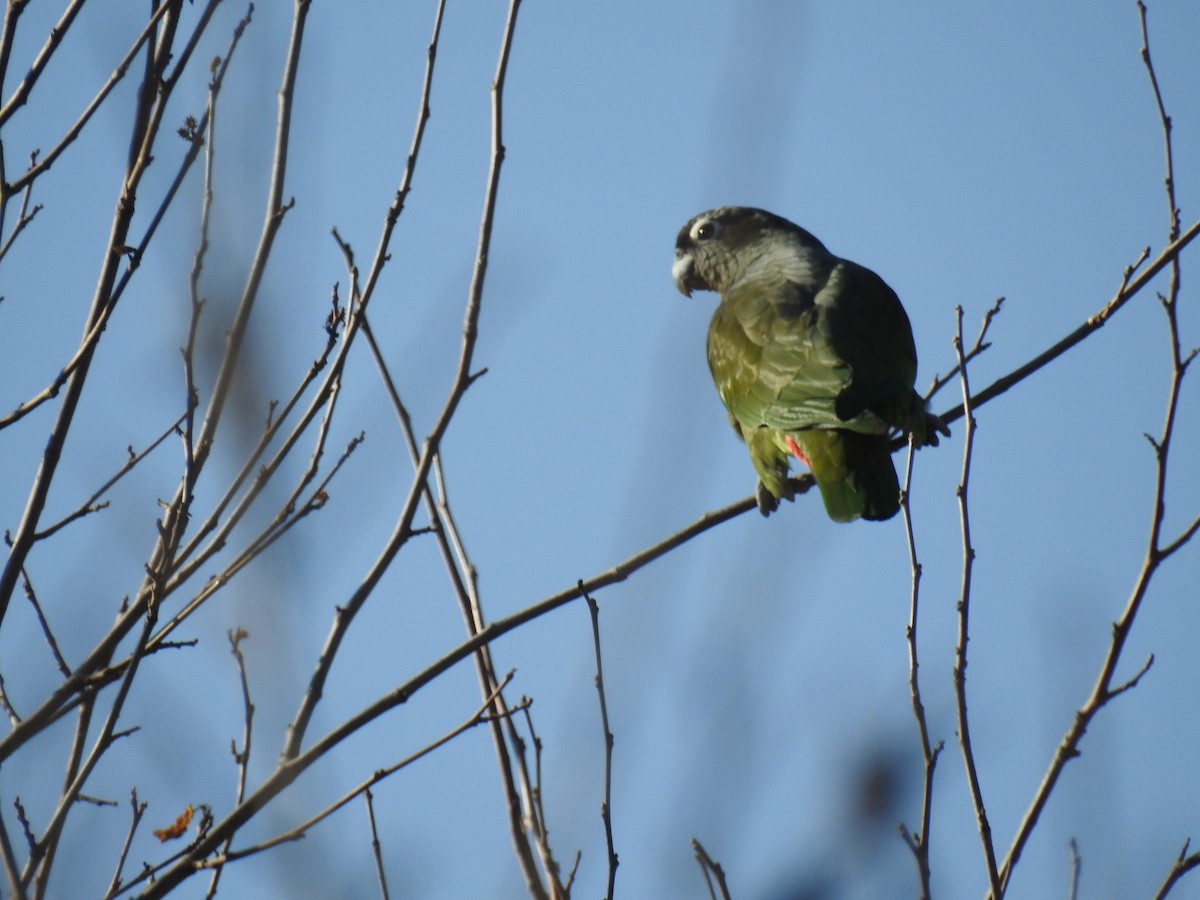 Scaly-headed Parrot - ML620747422