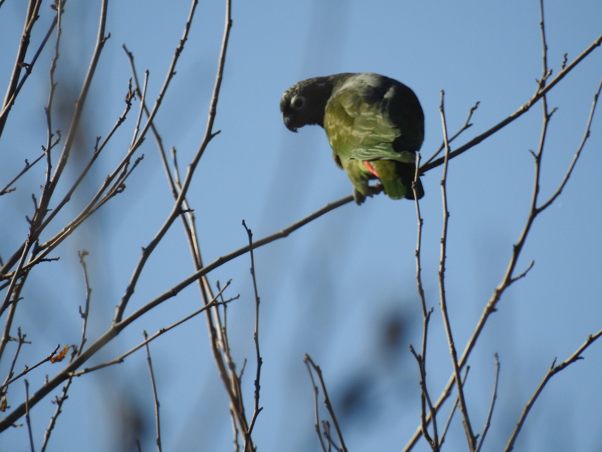 Scaly-headed Parrot - ML620747423