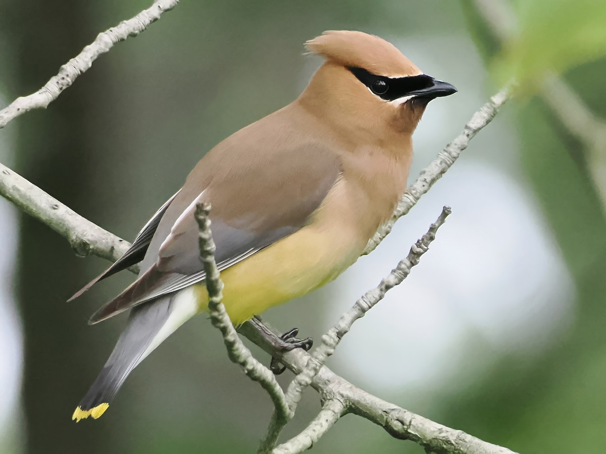 Cedar Waxwing - ML620747425