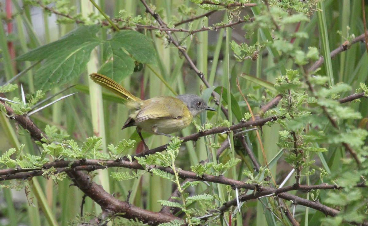 Yellow-breasted Apalis - ML620747432