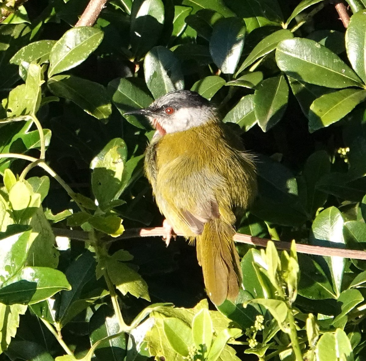 Gray-capped Warbler - ML620747437