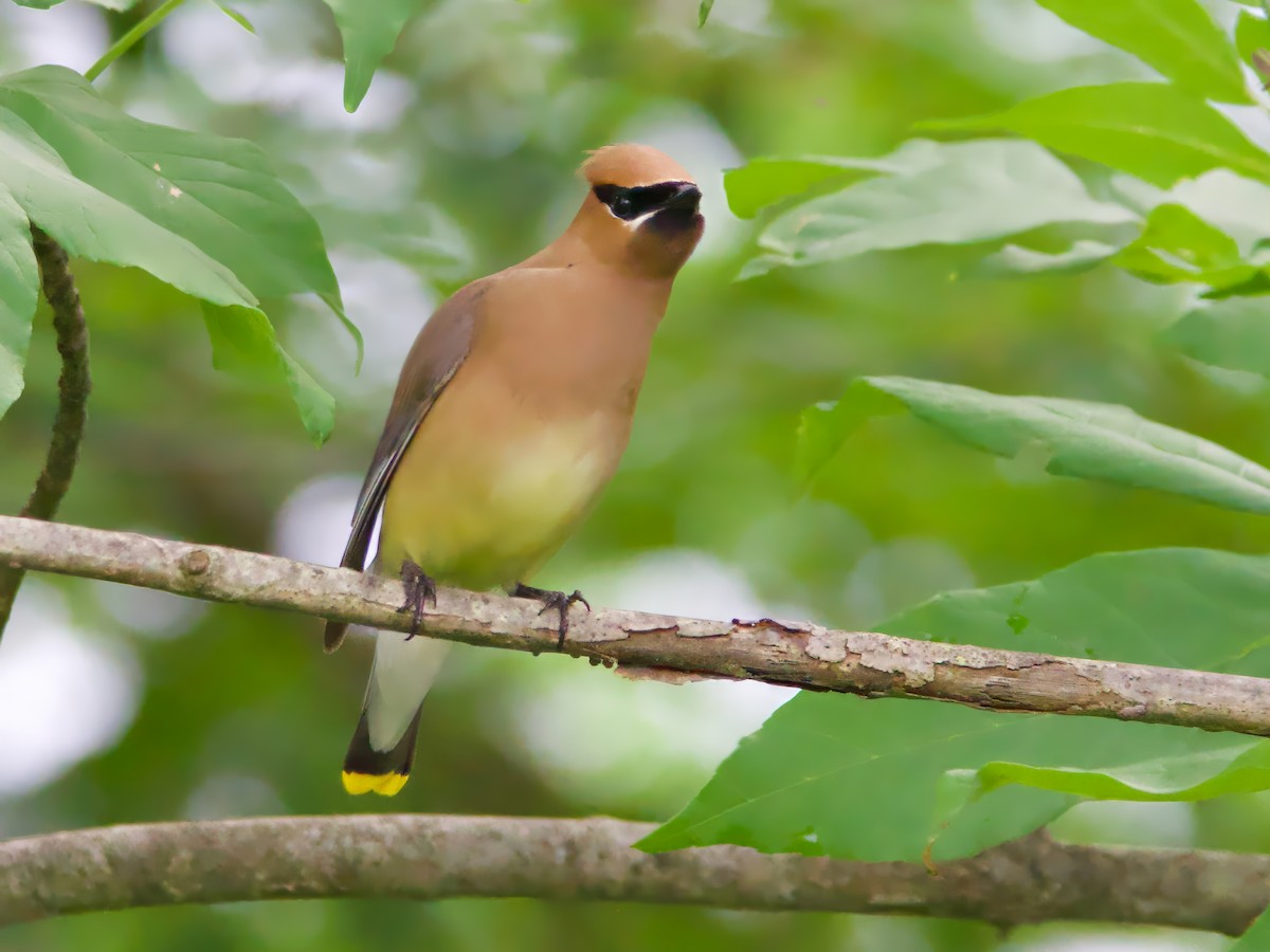 Cedar Waxwing - ML620747439