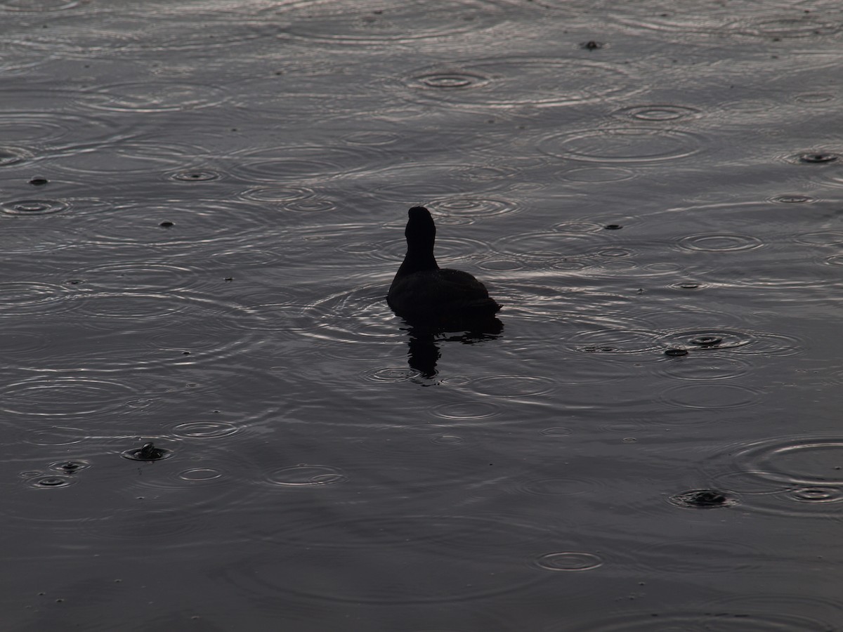 Eurasian Coot - ML620747441