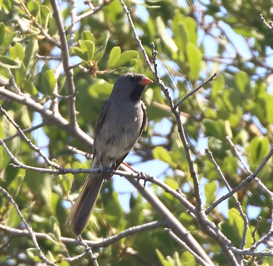 Black-chinned Sparrow - ML620747445