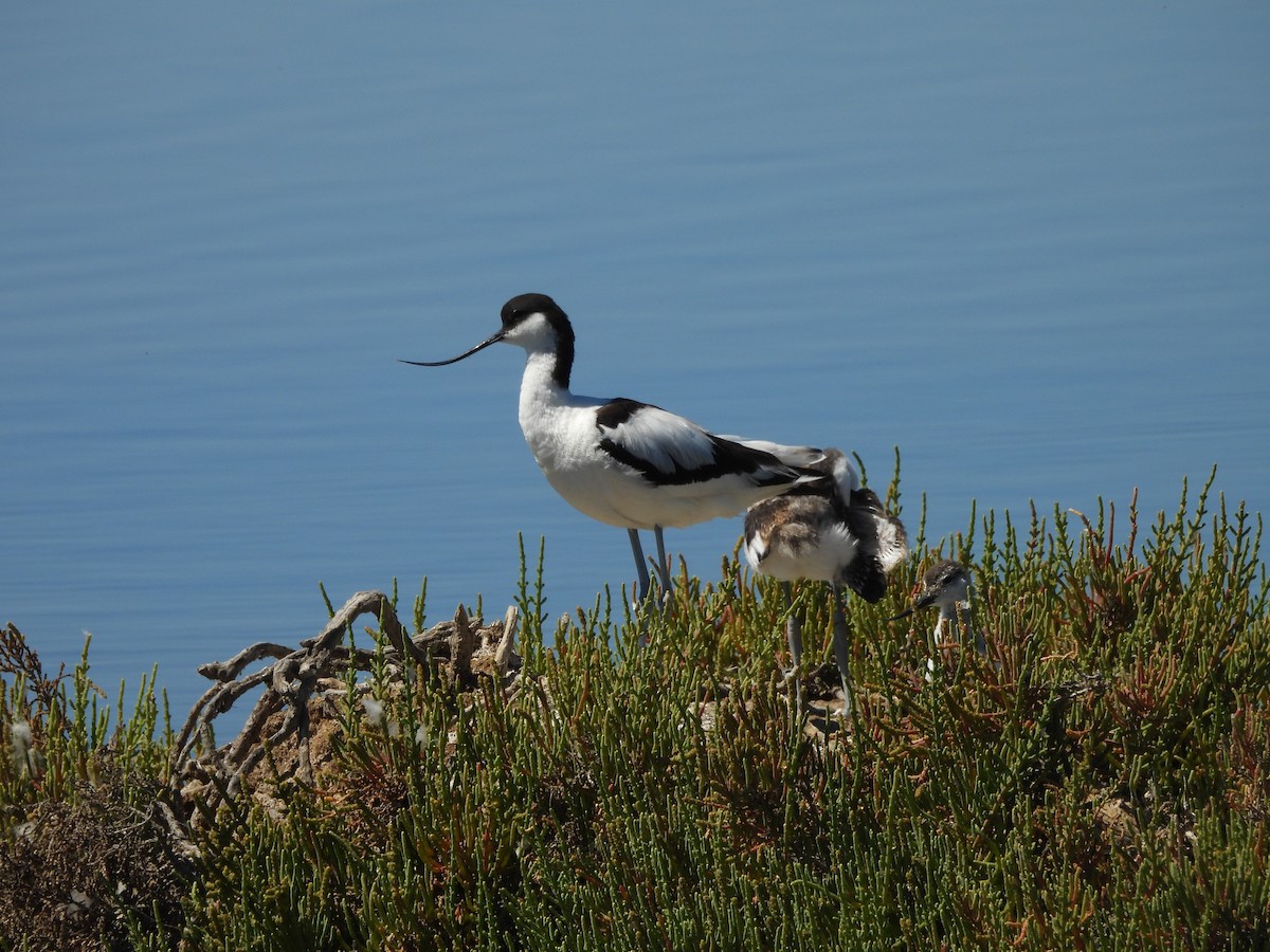 Pied Avocet - ML620747449